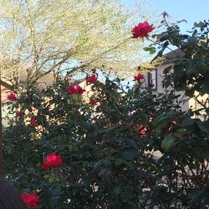 Meet your Posher, Divian